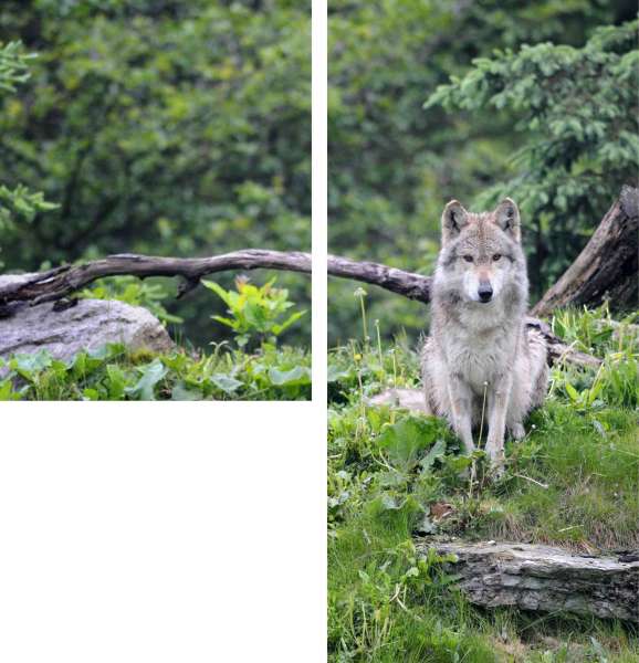 Fotogardine: DER WOLF / links (130x100 cm) + rechts (215x100 cm) / Gabardine / Kräuselband